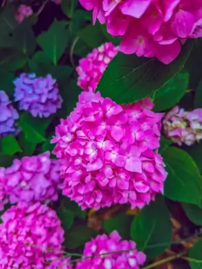 hydrangea flowers backdrop picture eleagnt blooming closeup scene