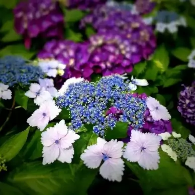 hydrangea flowers close up