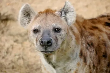 hyena species picture realistic face closeup