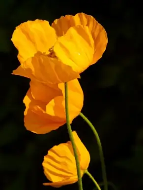 iceland poppy flower backdrop picture elegant contrast 