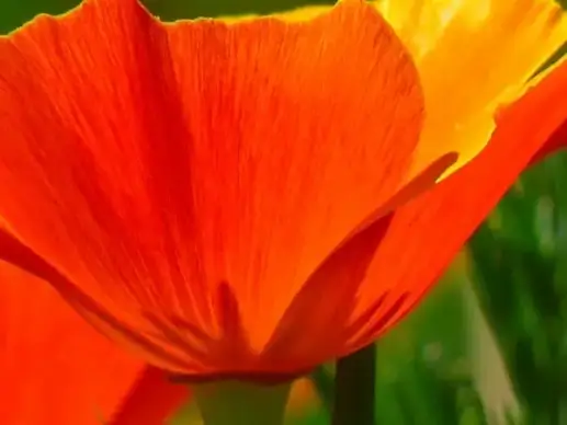 iceland poppy papaver nudicaule naked stalks-poppy