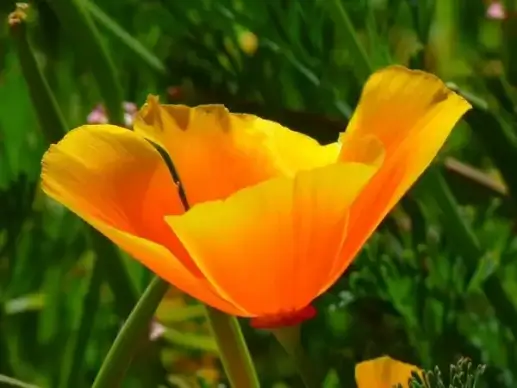 iceland poppy papaver nudicaule naked stalks-poppy