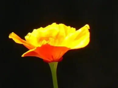 iceland poppy papaver nudicaule naked stalks-poppy