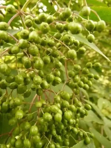 immature unripe berries black elderberry