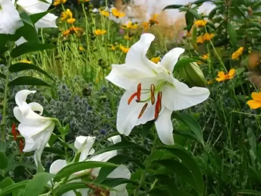 in full bloom