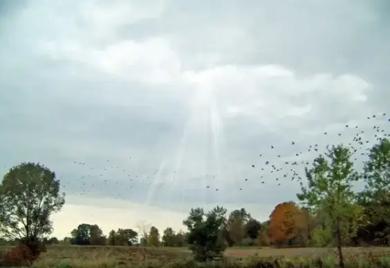 indiana landscape with birds amp sun