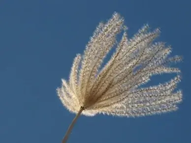 inflorescence miscanthus blue sky