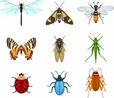 Insects