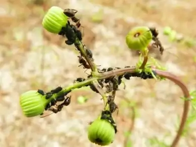 insects plant green
