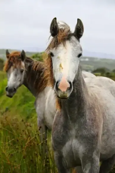 irish horses