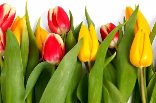 isolated tulips