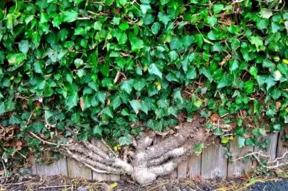 ivy on the wall