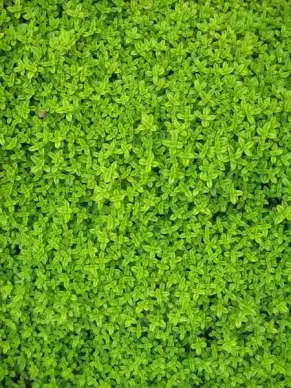 ivy wall green