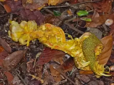 jackfruit artocarpus sp