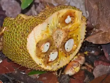 jackfruit artocarpus sp attracting fruit flies drosophila sp