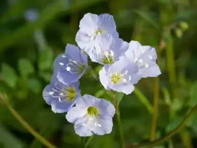 jacob's ladder flower greek valerian