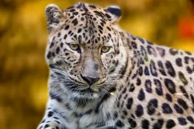 jaguar picture face closeup