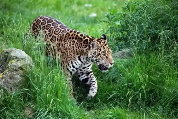 jaguar walking