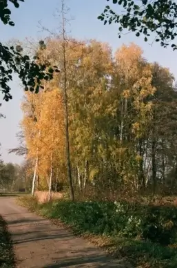 janowskie forests