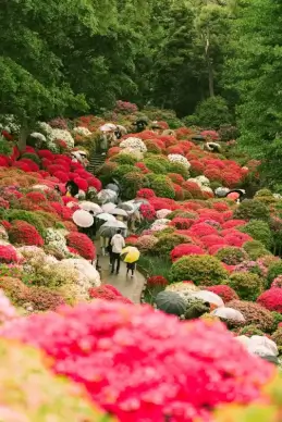 japan scenery picture crowded people colorful garden 