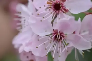 japanese cherry blossom spring flower