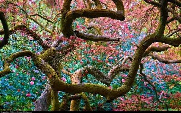 japanese tree