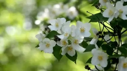 Jasmine flower