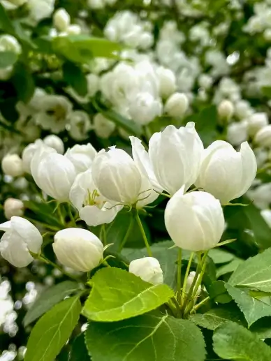 jasmine flowers scene picture elegant flowers leaves blossom