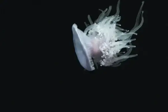 jelly fish adventures