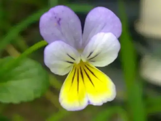 johnny jump up flower