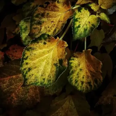 journal green leaf