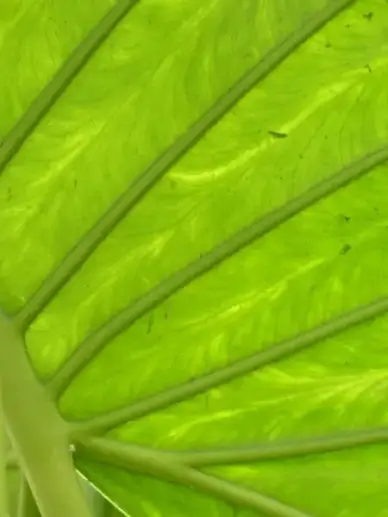journal large green