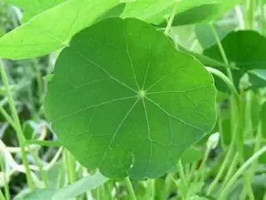 journal nasturtium tropaeolum majus