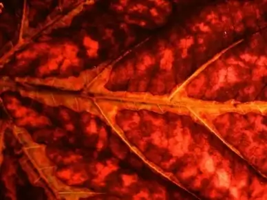 journal plant red