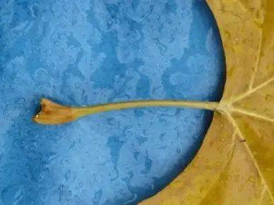 journal stalk petiole