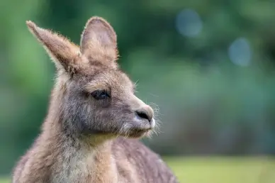 kangaroo picture elegant face closeup