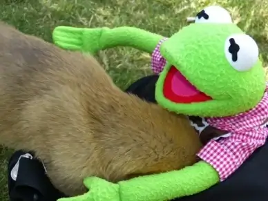 kermit frog young dog