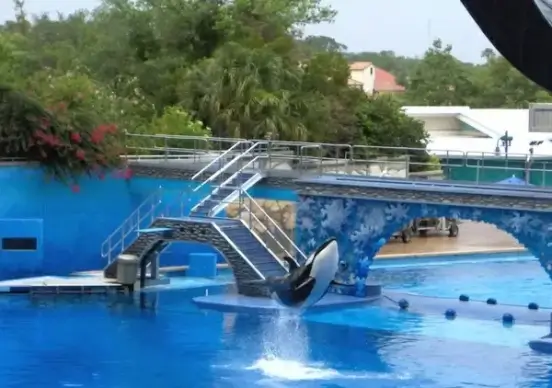 killer whale