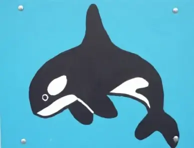 killer whale orcinus orca wal