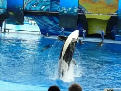 killer whale whale performance