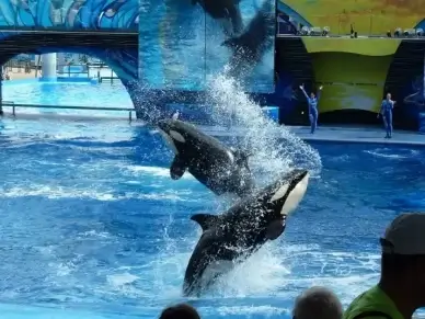 killer whale whale performance performance