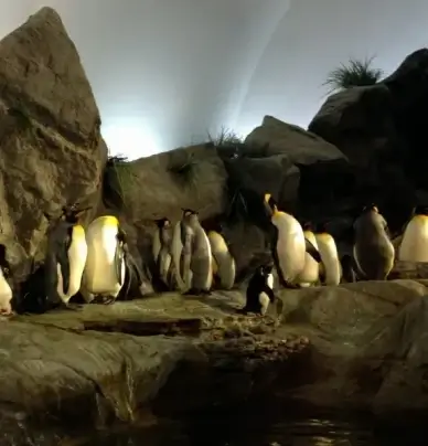 king penguins