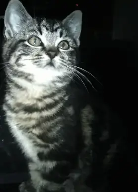 kitten looking affection