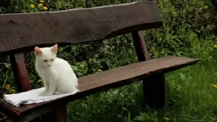 Kitty
