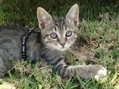 kitty cat kitten