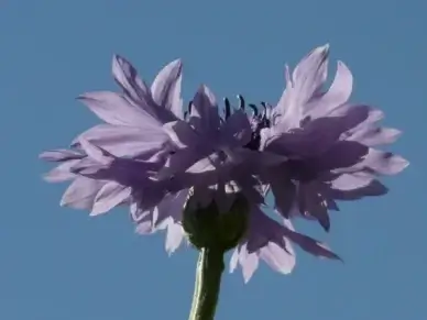 knapweed cornflower pink