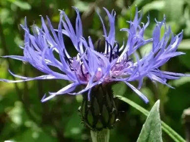 knapweed flower flora