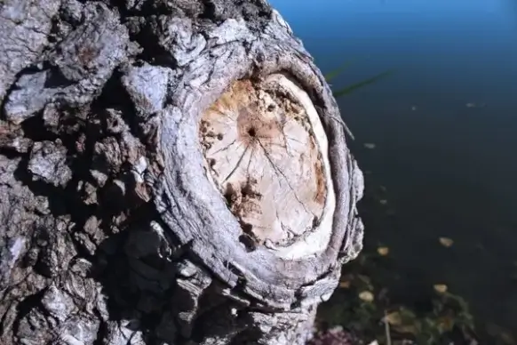 knot on the tree