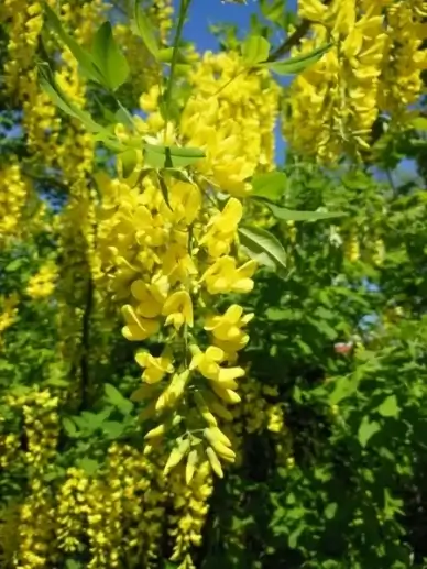 laburnum anagyroides pea family close up