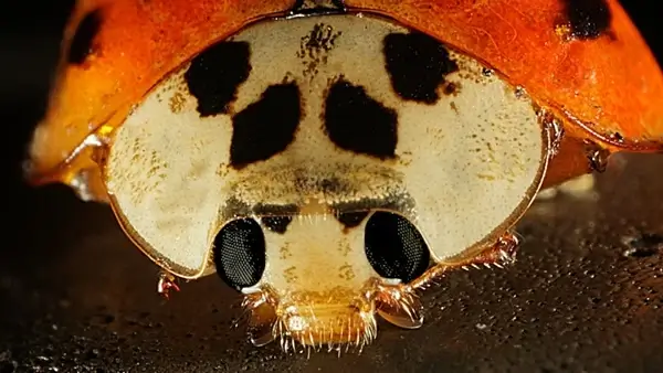 lady bug face